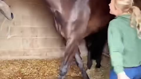 Funny horse🐎#funny #fyp #pets #foryou #pov #fypシ #pet