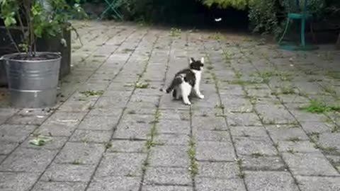 Cute Kitten Playing with Butterfly 🦋 | Funny Cat Moments 2025