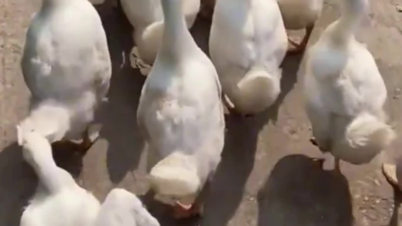 Duck Core