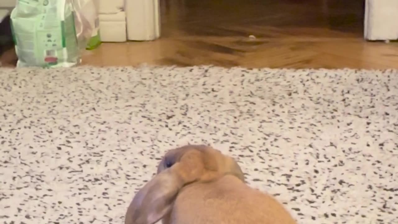 Is my bunny seeing something that I don’t?
