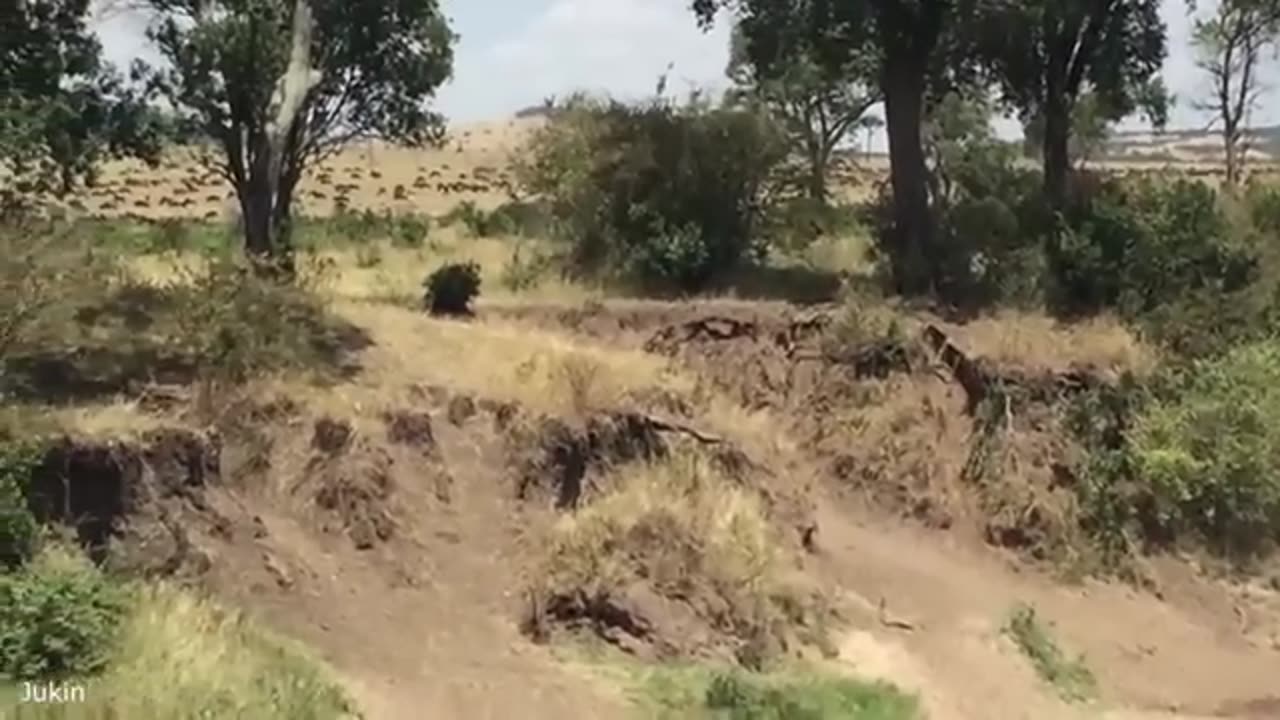 Funny animal Video