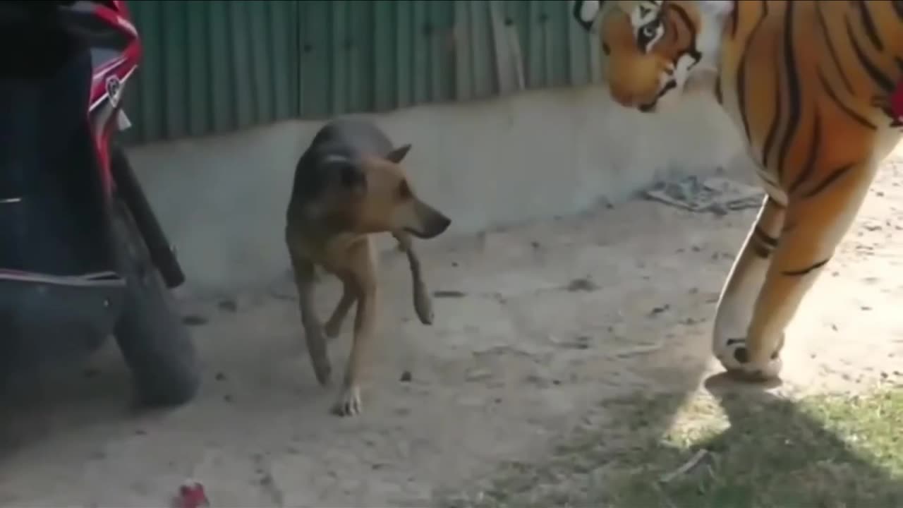 Indian Fack Lion vs Indian real dogs comedy Videos 🤣 so cute videos 😍 funny videos 🤣
