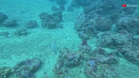 SFJ Lifestyle: Spearfishing Dangerous Off Shore Oil Rig Trinidad & Tobago