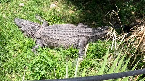 Crocodile at El Paso Zoo in Texas