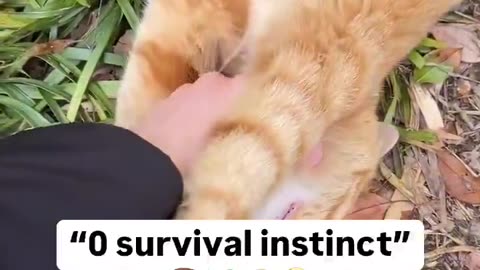 If survival instinct were a score, this kitten would have a resounding zero.