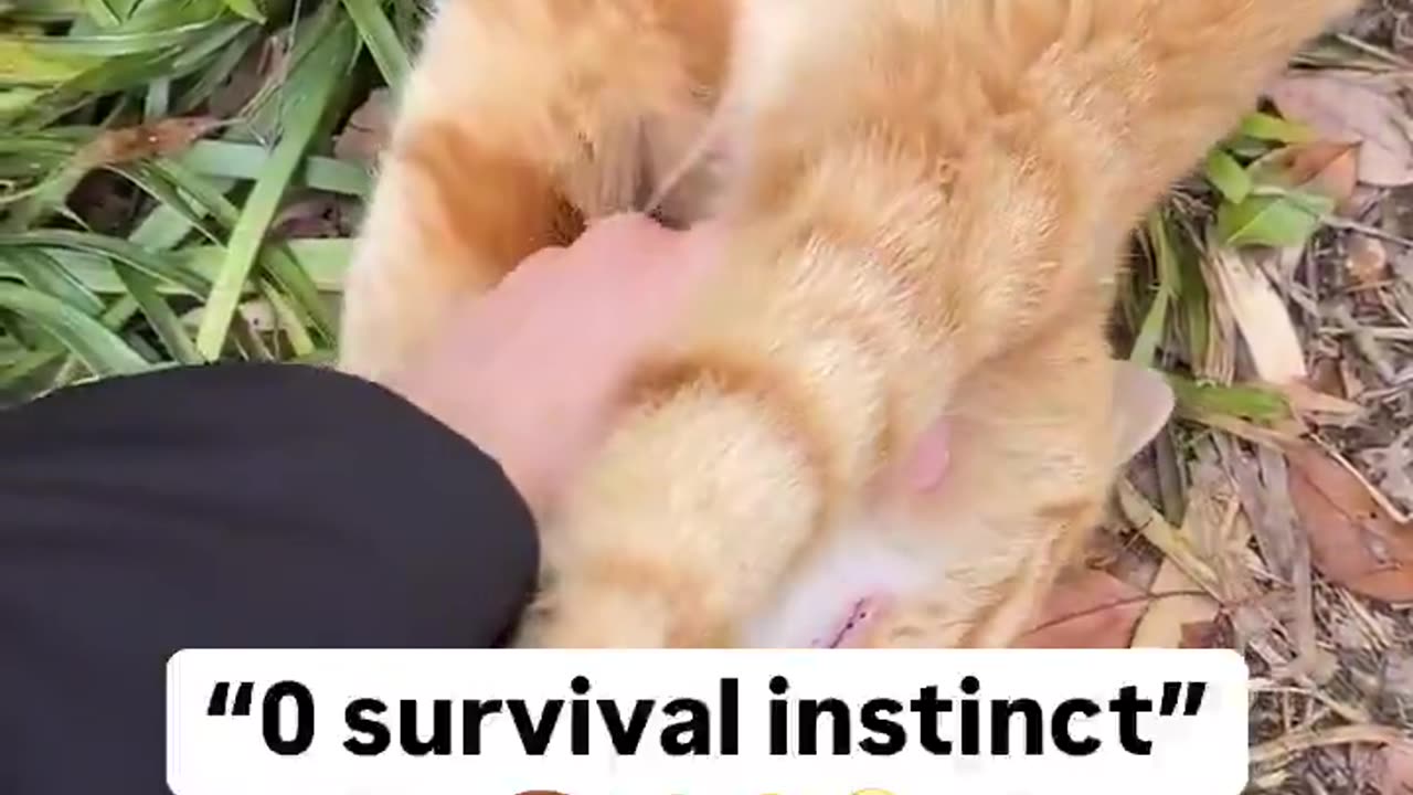 If survival instinct were a score, this kitten would have a resounding zero.