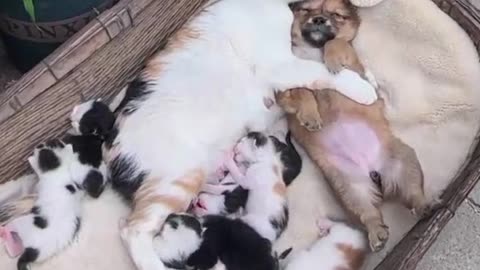 Cute cat with puppy taking a nap