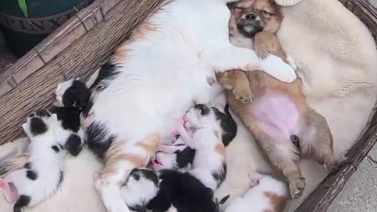 Cute cat with puppy taking a nap