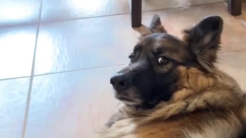 Cute dogs