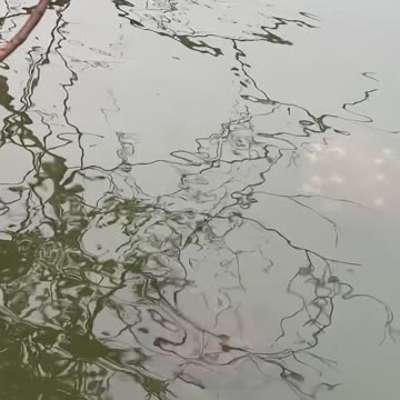 Turtle Rescue: One Stuck in Fishing Line, Another Tries to Help | New Smyrna Beach Paddleboarding