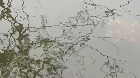 Turtle Rescue: One Stuck in Fishing Line, Another Tries to Help | New Smyrna Beach Paddleboarding