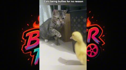 "Cats + Friends = Pure Comedy & Cuteness!"