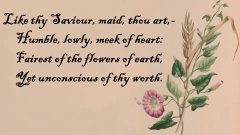 Bindweed, Small - The Language of Flowers