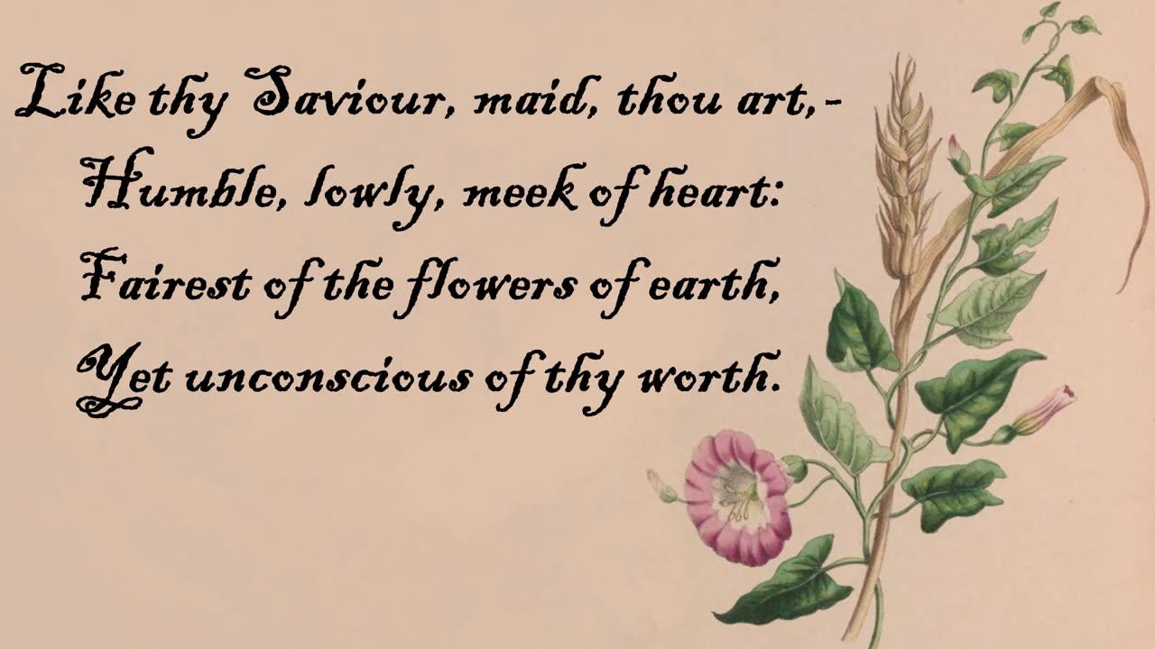 Bindweed, Small - The Language of Flowers