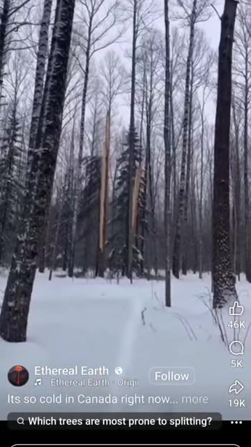 It's very cold even for Canadian trees
