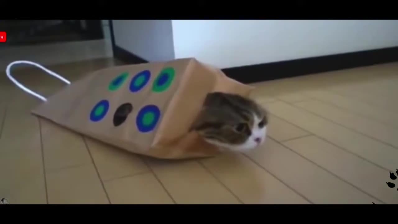 I Can’t Stop Laughing at This Cat