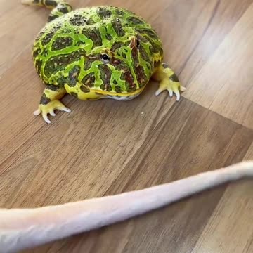 Hairless Cat vs Toad 🐸