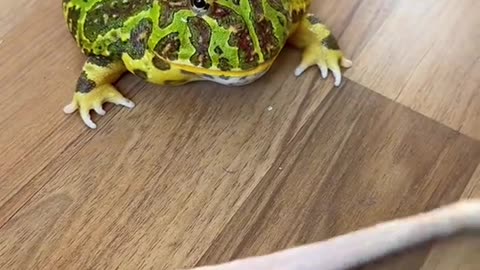 Hairless Cat vs Toad 🐸
