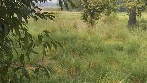 Cool your eyes by watching the beautiful village of Bangladesh