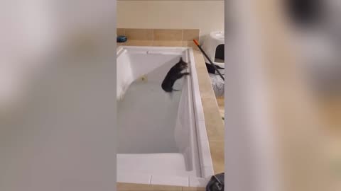 Funniest_Cats_and_Dogs_Clip😼🐶You_Laugh_You_Lose_Challenge_😜