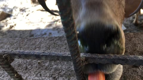 Barbary Sheep Feeding @ Puerto Vallarta Zoo (Jalisco, Mexico) 15