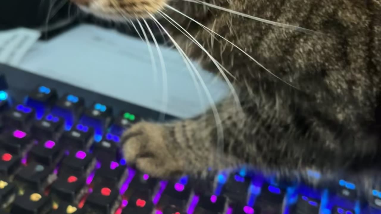 Cat Searches For Six Seven