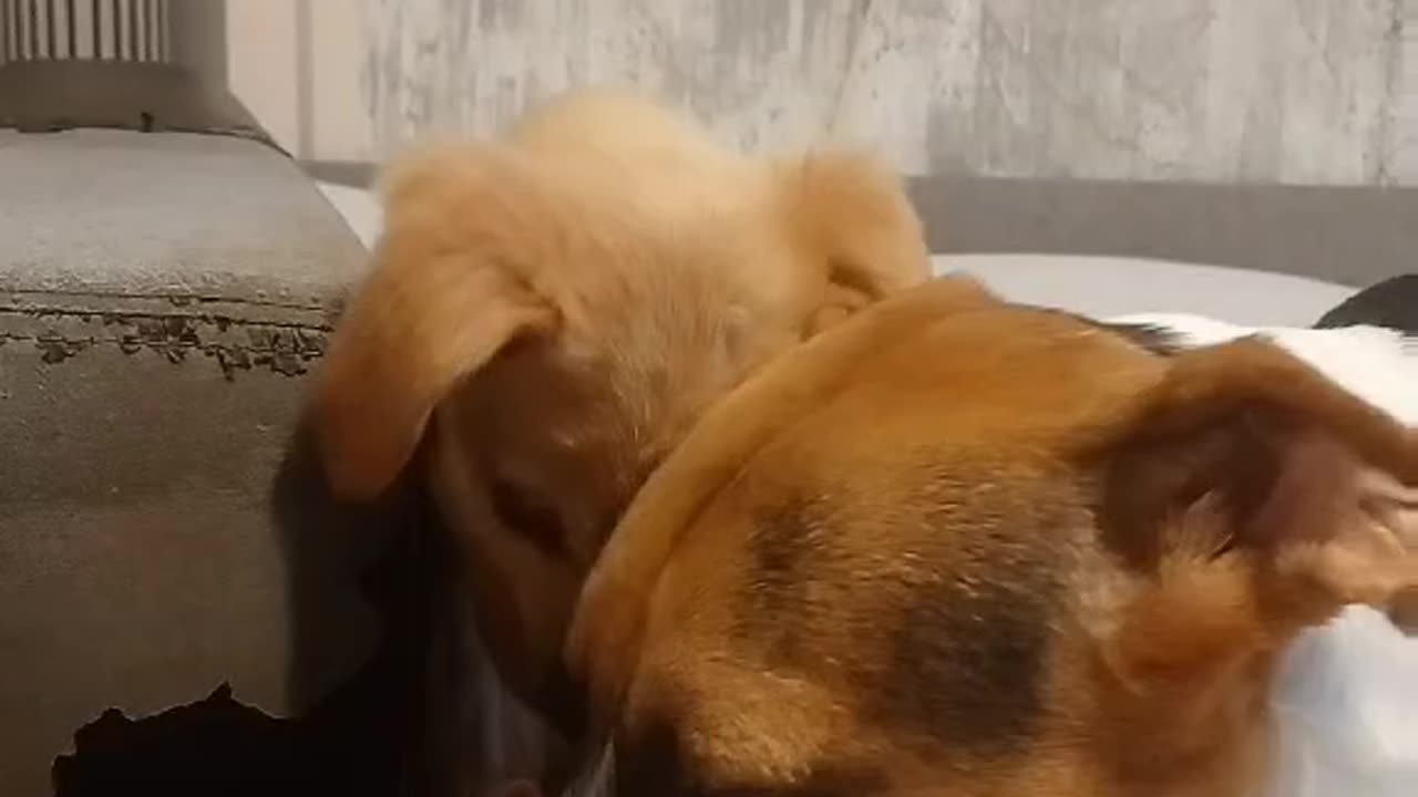 Beautiful Adopted Dogs Finds Home!