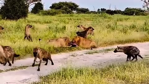 animals