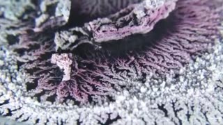 A dendritic universe of crystallized coral, like a microcosm of our own geography