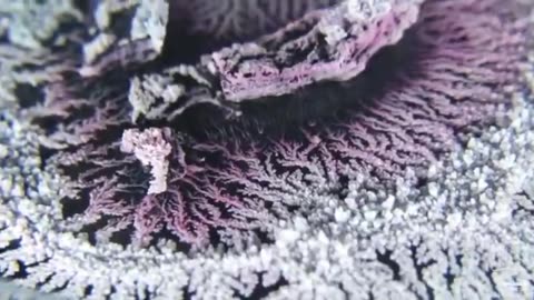 A dendritic universe of crystallized coral, like a microcosm of our own geography