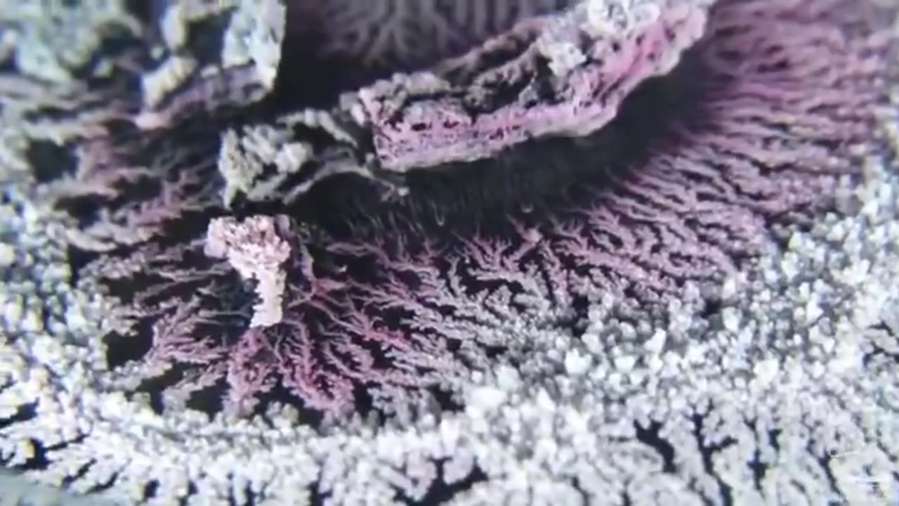 A dendritic universe of crystallized coral, like a microcosm of our own geography