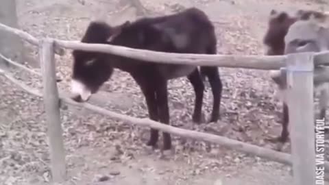 🐴🤣 Donkey Drama? I'm on It! | FunFM