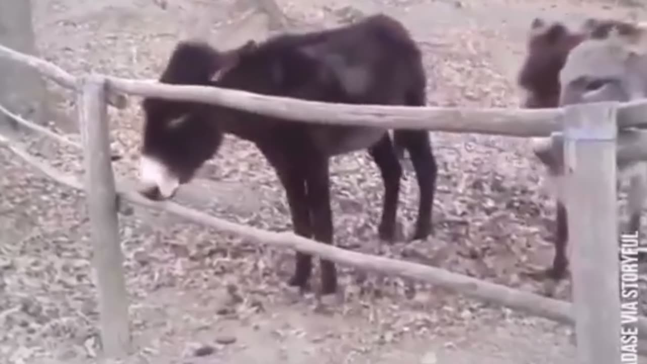 🐴🤣 Donkey Drama? I'm on It! | FunFM