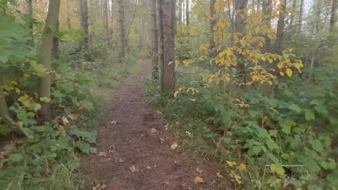 27/10/25 5mile steady trail run with willow