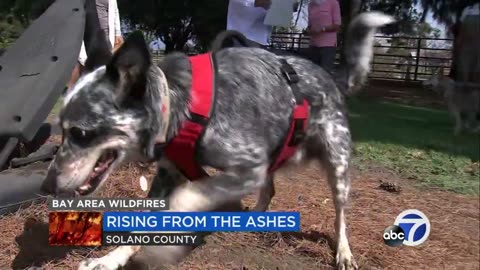 Owners vow to rebuild California animal sanctuary