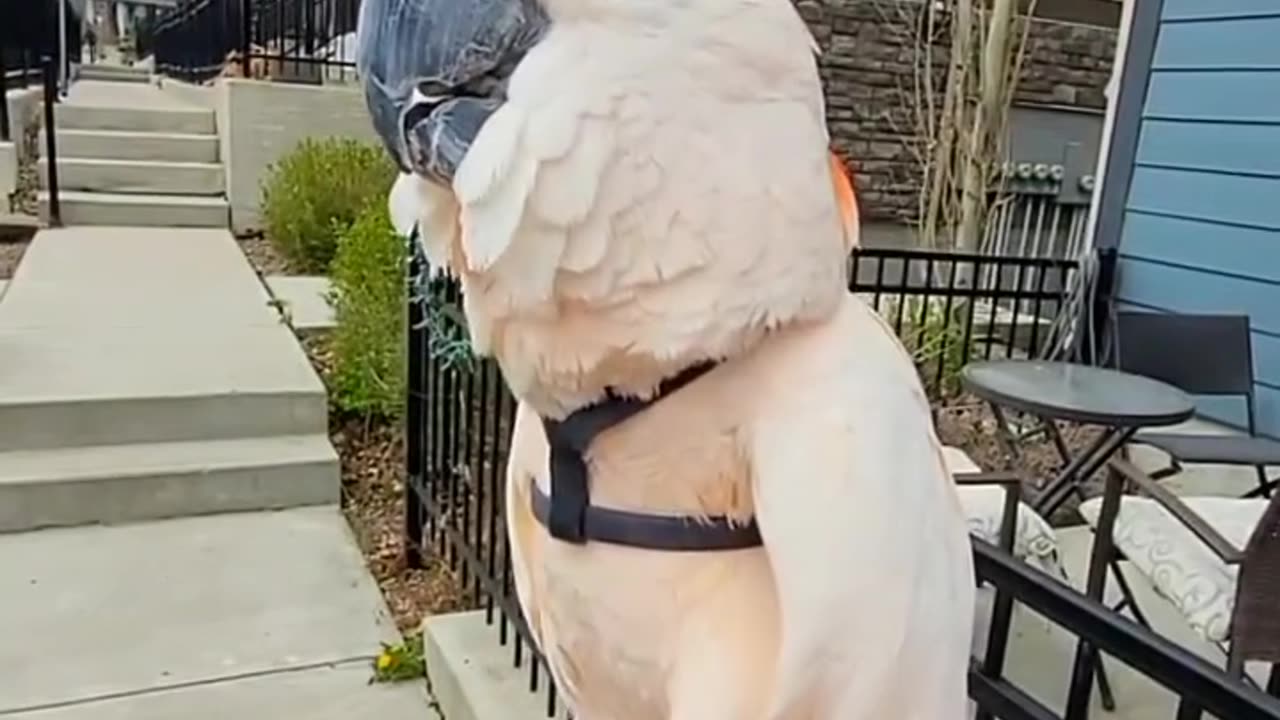 Parrot Imitates a Frog – Hilarious Sounds! 🐸🦜😂