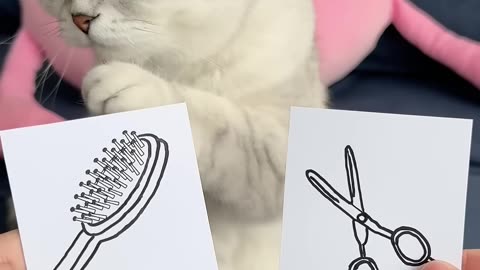 #cat #cats