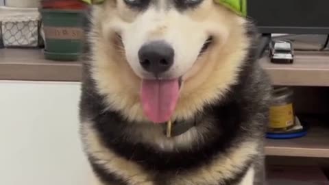 "Husky Goes Crazy – You MUST See This!"