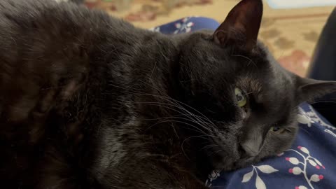Cute Precious Piper is All Tuckered Out - My Adopted Shelter Cat Vlog