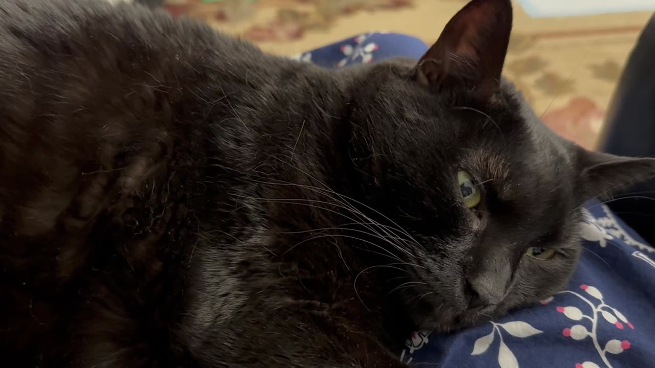Cute Precious Piper is All Tuckered Out - My Adopted Shelter Cat Vlog