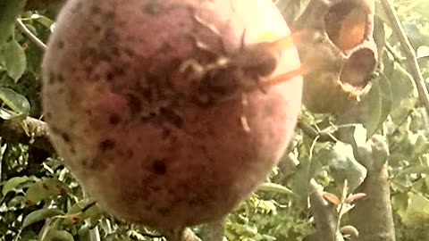 A European hornet opens the skin of a pear to get to the flesh