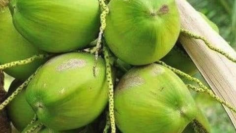 कच्चा नारियल खाने के फायदे