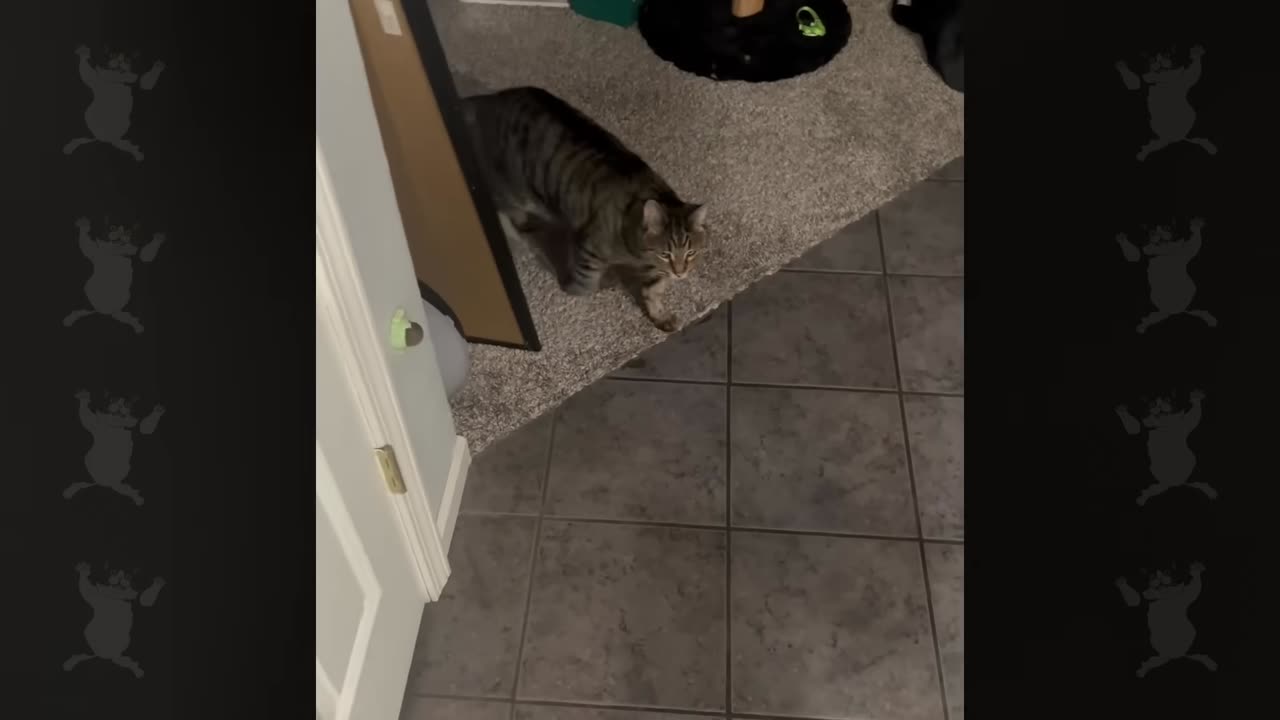 Cats speaking English