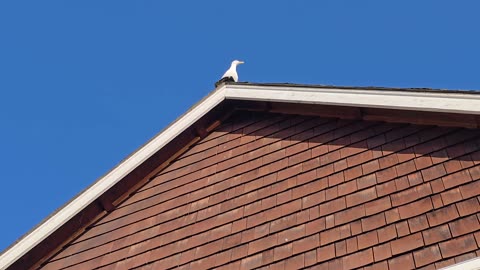 Talking Seagull has alot to say