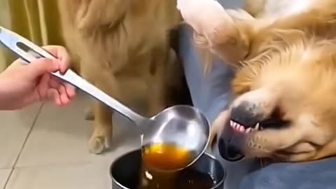 🔥 TOP Dogs Doing the Funniest Things! / Câini de Top – Cele Mai Tari Faze! 🐶😂