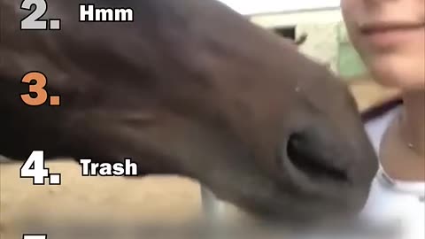 Ranking Best Funny Horse Moments