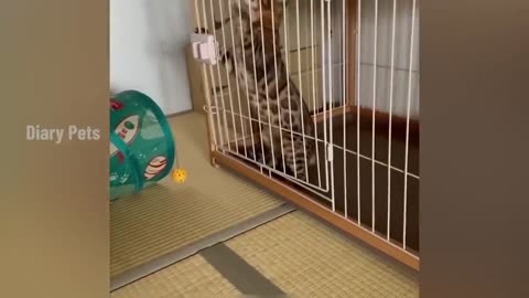 Try not to laugh