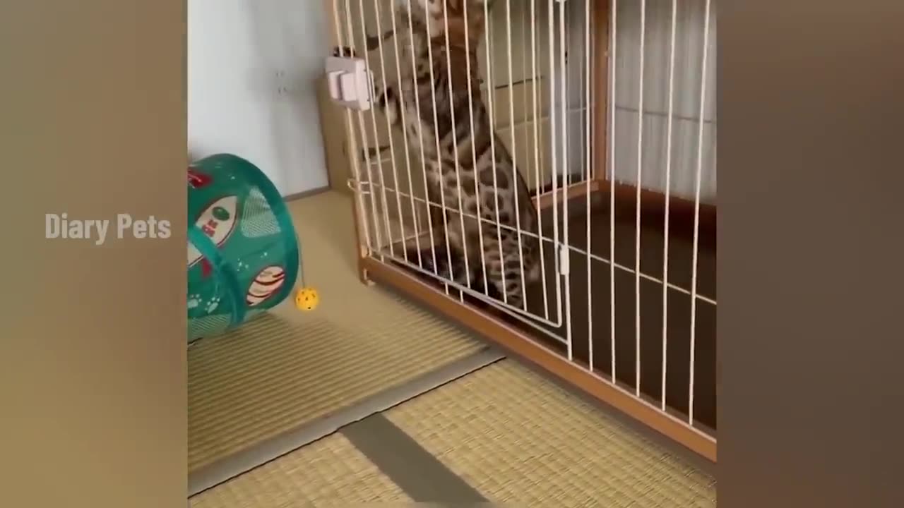 Try not to laugh