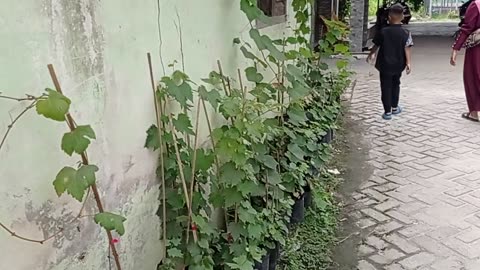 Grape Propagation Basics | Easy Methods for Quality Seedlings part 1