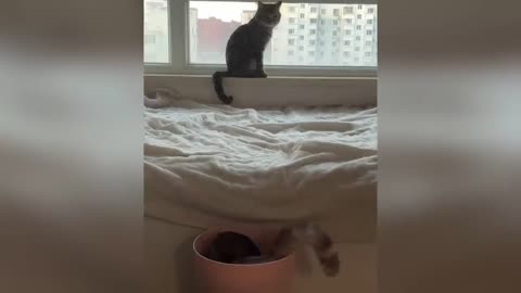 Funniest cats & dogs clips.Try not to laugh